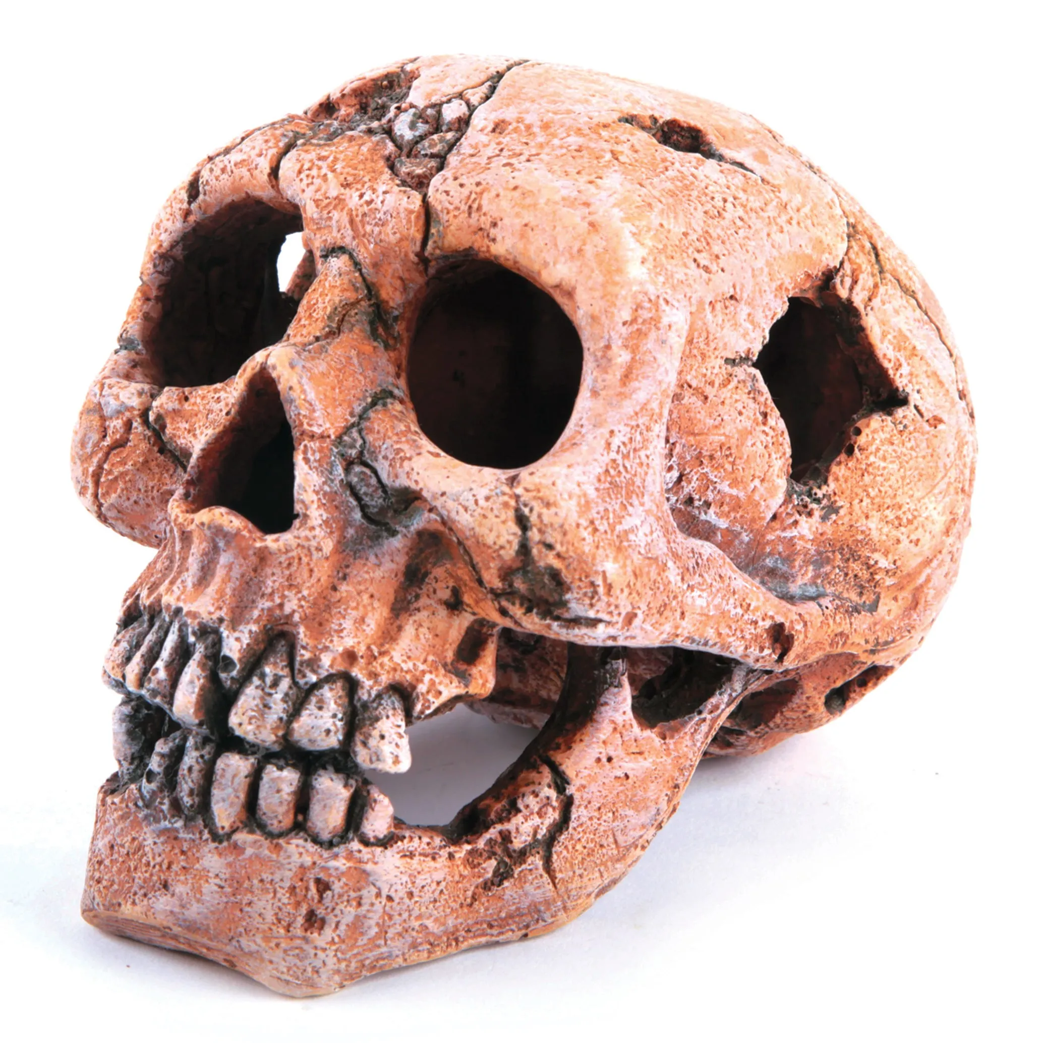 Deep Sea Skull